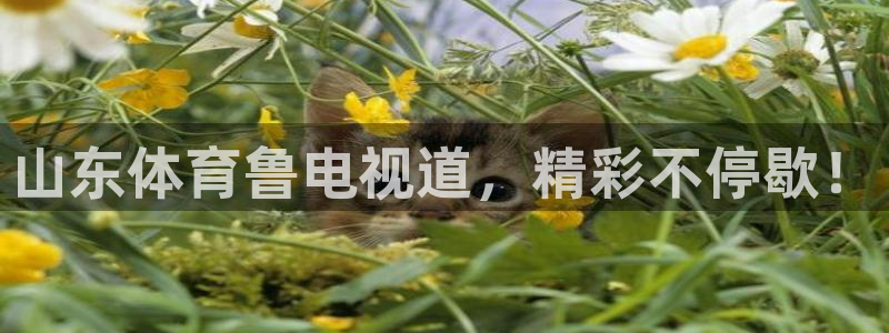 9255tv直播无插件nba：山东体育鲁电视道，精彩不停歇！