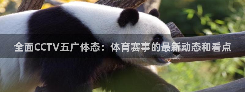 9255tv直播nba在线直播：全面CCTV五广体态：体育赛事的最新动态和看点